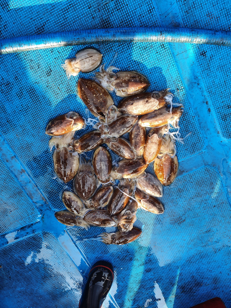 10월 20일 청룡호