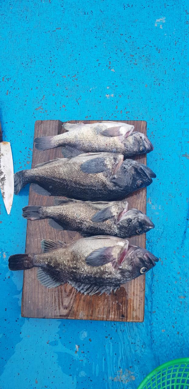 5월 19일 내만 우럭 이여^^