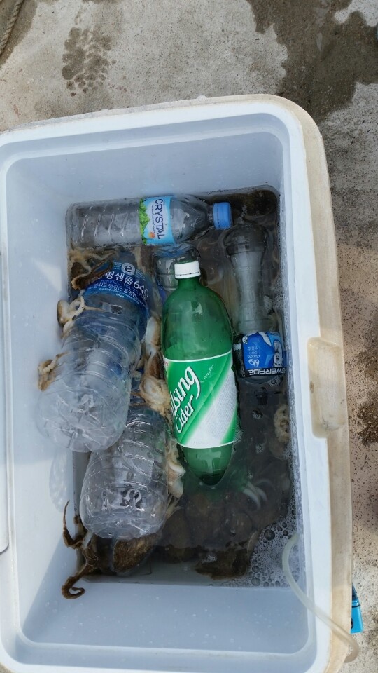 9월 21일 명승호 조황