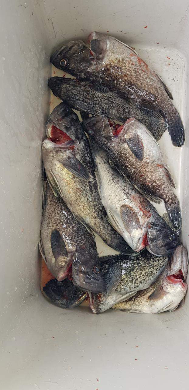 3월 30일 탐사조황입니다.