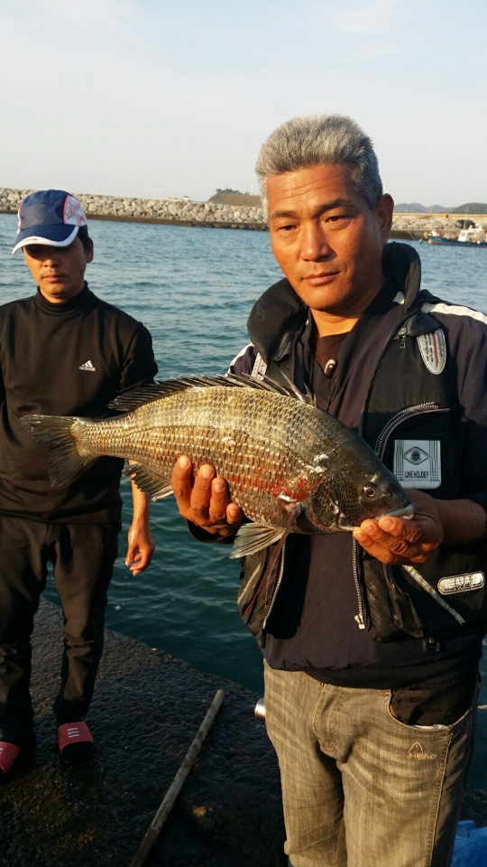 6월 19일 보트 선상 감성돔 조황입니다