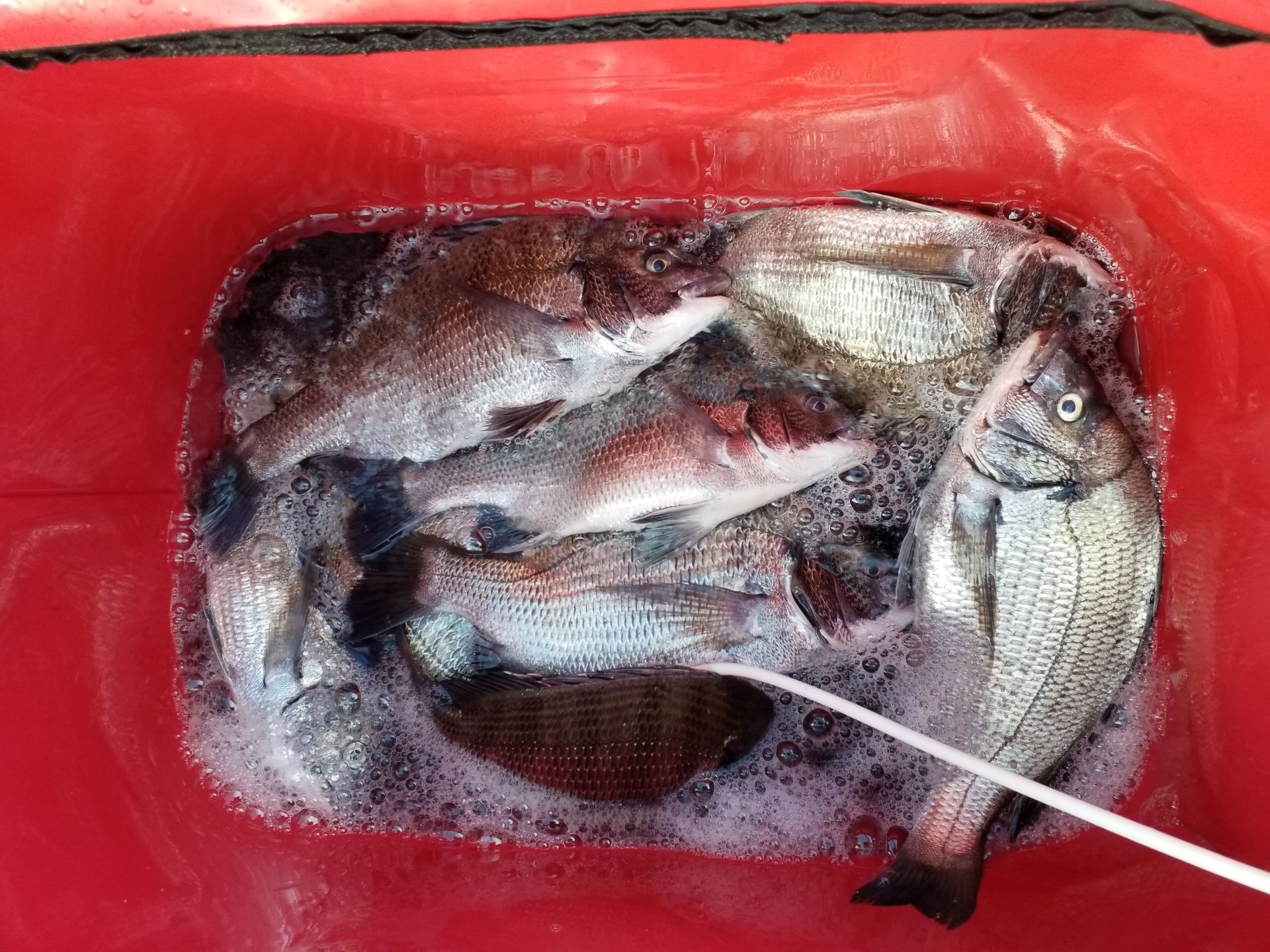 7월17일 감성돔 선상 1분 조황