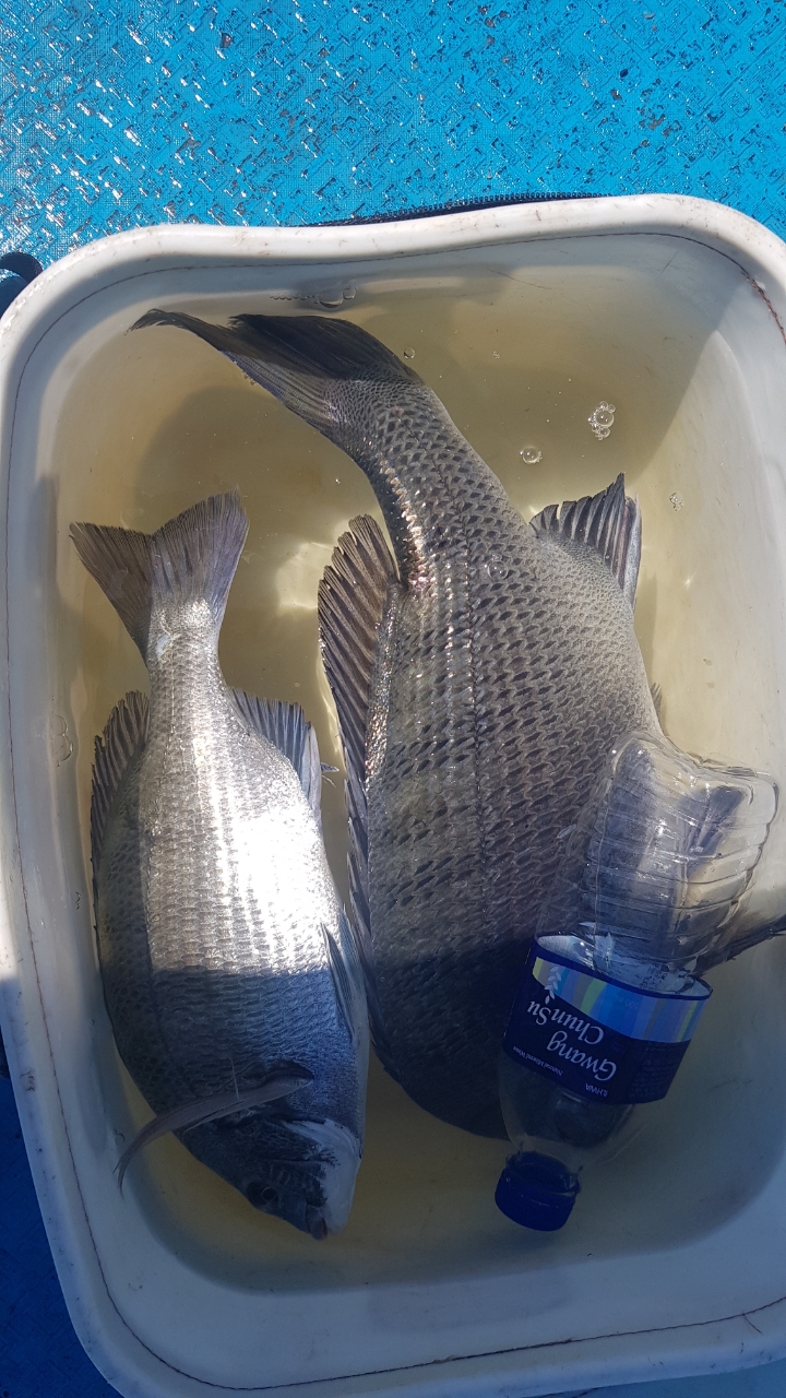 22년6월1일 선상감성돔조황