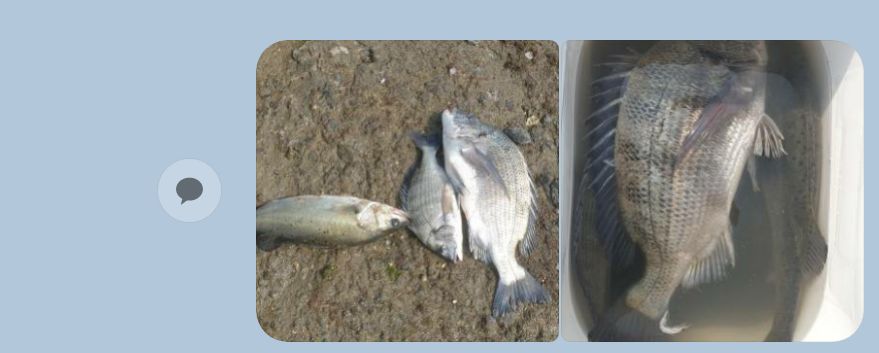 23년 6월9일 갯바위 감성돔 조황